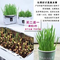 Cat Grass Planting set Catnip soil-free hydroponic cat snacks Seedized hairball Wheatgrass Potted Cat Supplies