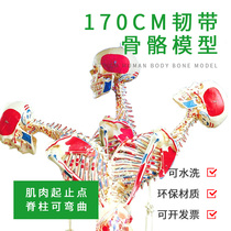Curved model medical teaching 170cm human skeleton model full body detachable spine simulation skeleton toy