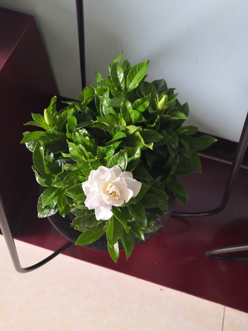 栀子花香盆栽 四季花苗绿色开花植物