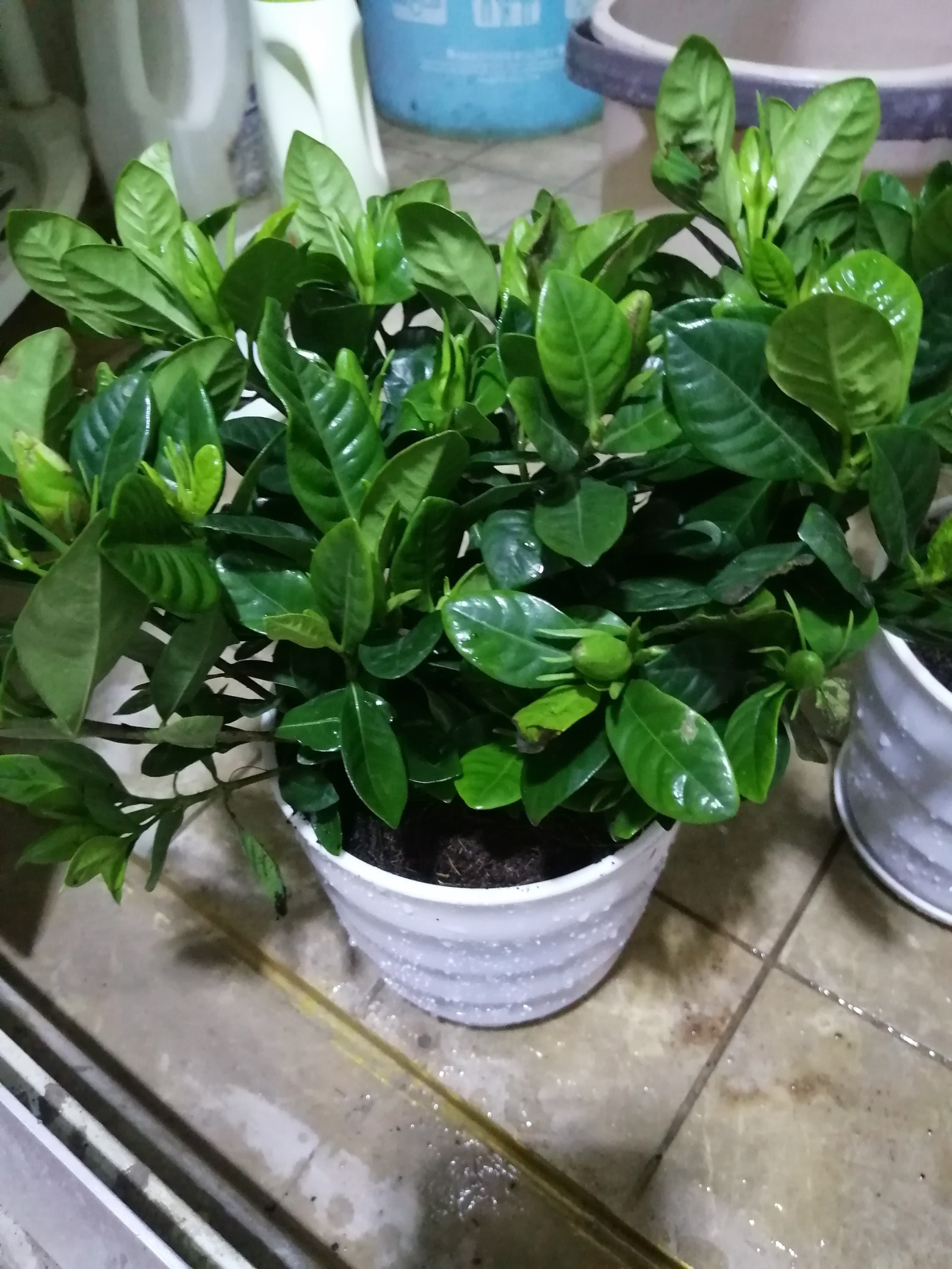 栀子花香盆栽 四季花苗绿色开花植物