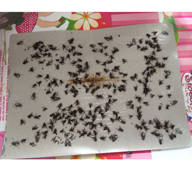 强力粘苍蝇贴神器灭家用捕捉器