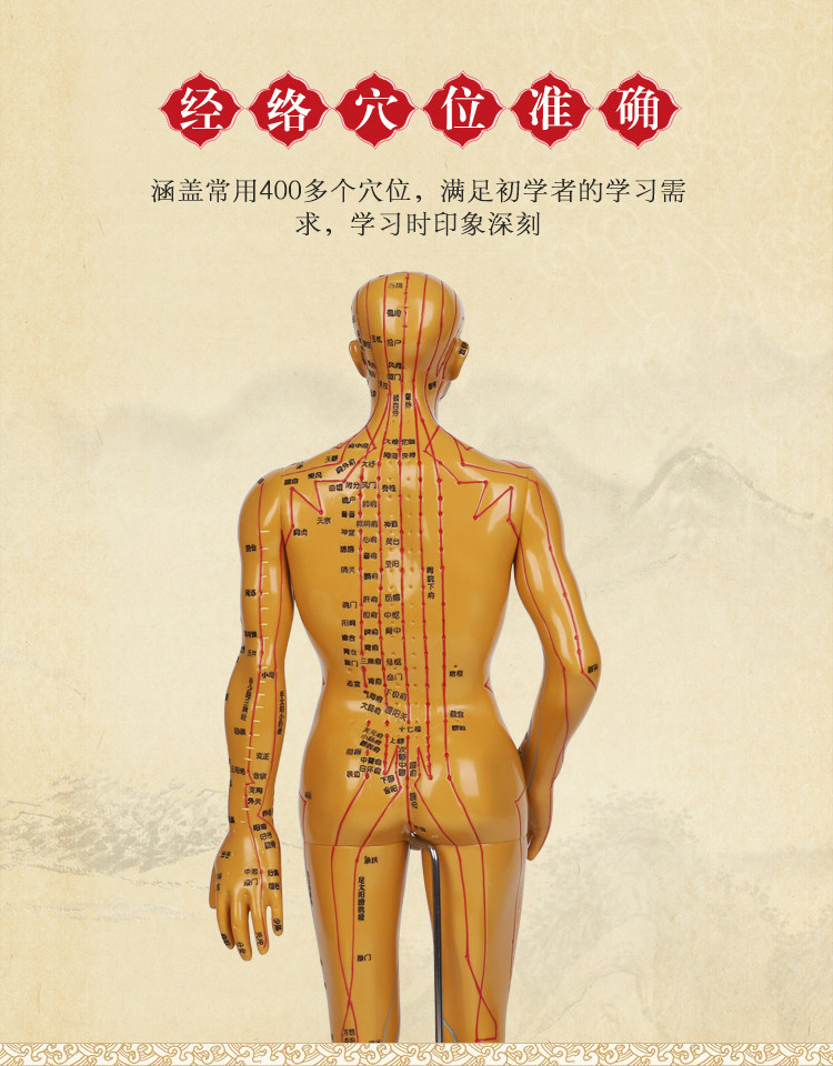 人体模特穴位经络穴位按摩经络图模型中医学针灸人体模型全身男女