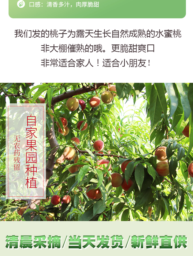 口感:清香多汁,肉厚脆甜我们发的桃子为露天生长自然成熟的水蜜桃非大棚催熟的哦。更脆甜爽口非常适合家人!适合小朋友无农药残留自家果园种植采滴/天/新聾直-推好价 | 品质生活 精选好价