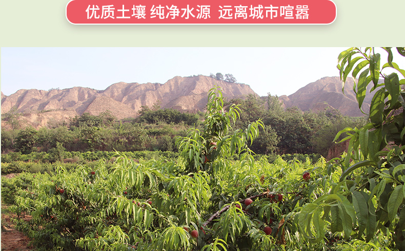 优质土壤纯净水源远离城市喧嚣-推好价 | 品质生活 精选好价
