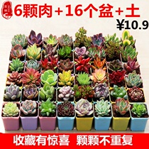 More meat whole box whole basket whole frame basket multi-meat old pile Laozhuang leaves plant indoor 50 packages