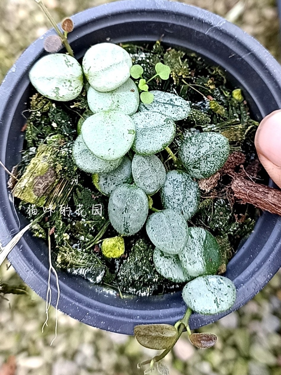 ラスト　セール珍種ホヤセルペンス シルバーHoya Serpens silver ラスト セール珍種ホヤセルペンス シルバーHoya Serpens silver ホヤ