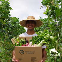 Green finger 6kg of national air transport organic vegetables 9 times Experience share) Green home production