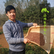 Green Finger Ecological Rye whole Wheat flour Green Fingers Rye whole flour) Co-production