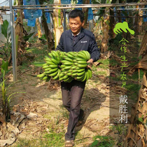Green finger ecological banana) cooperative production * Eco-banana ) Coproduction