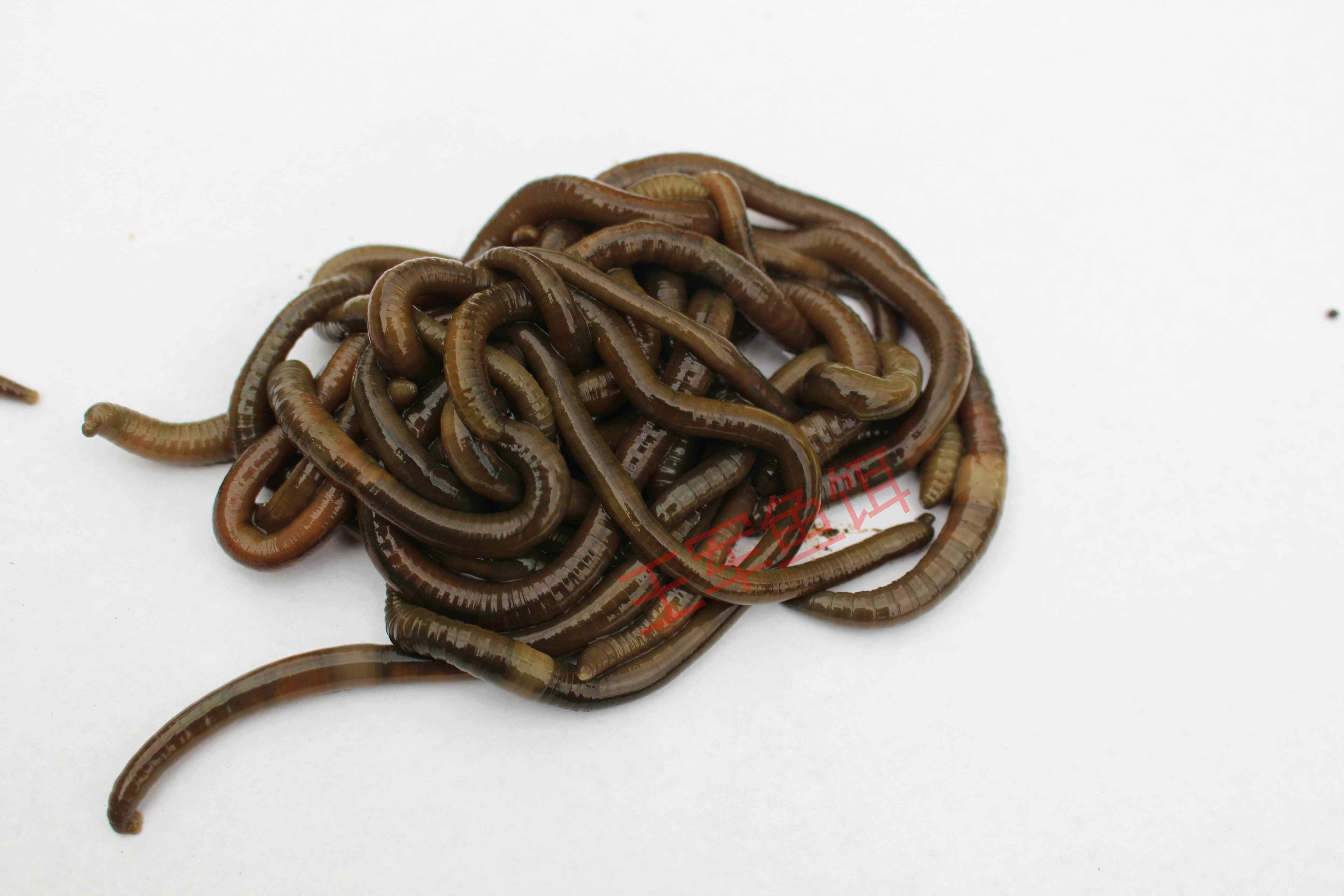 鲜活黑蚯蚓臭蚯蚓青蚯蚓活饵钓黄鳝特大诱饵活体