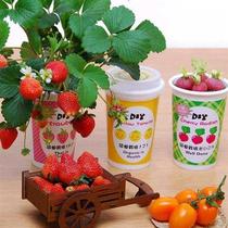 Flower Farmer Color Cup Fruit and Vegetable Plant Childrens Gift Potted Plant Easy to Plant Science Class Desktop Flower Micro Landscape