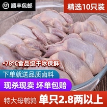 (10pcs SF)Large female quail meat fresh frozen fresh goods live live kill white bar fresh