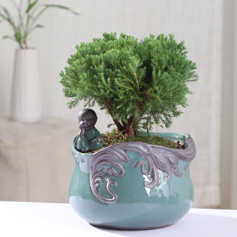 Chinese wind plant asparagus rich tree special indoor potted ceramic flower pot sitting room creative move large flowers