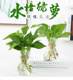 Transparent glass bottle flower arrangement green lotus fresh aquaculture indoor home small vase gardening trumpet hyacinth creative small Transparent glass bottle flower arrangement green lotus fresh aquaculture indoor home small vase gardening trumpet hyacinth creative small