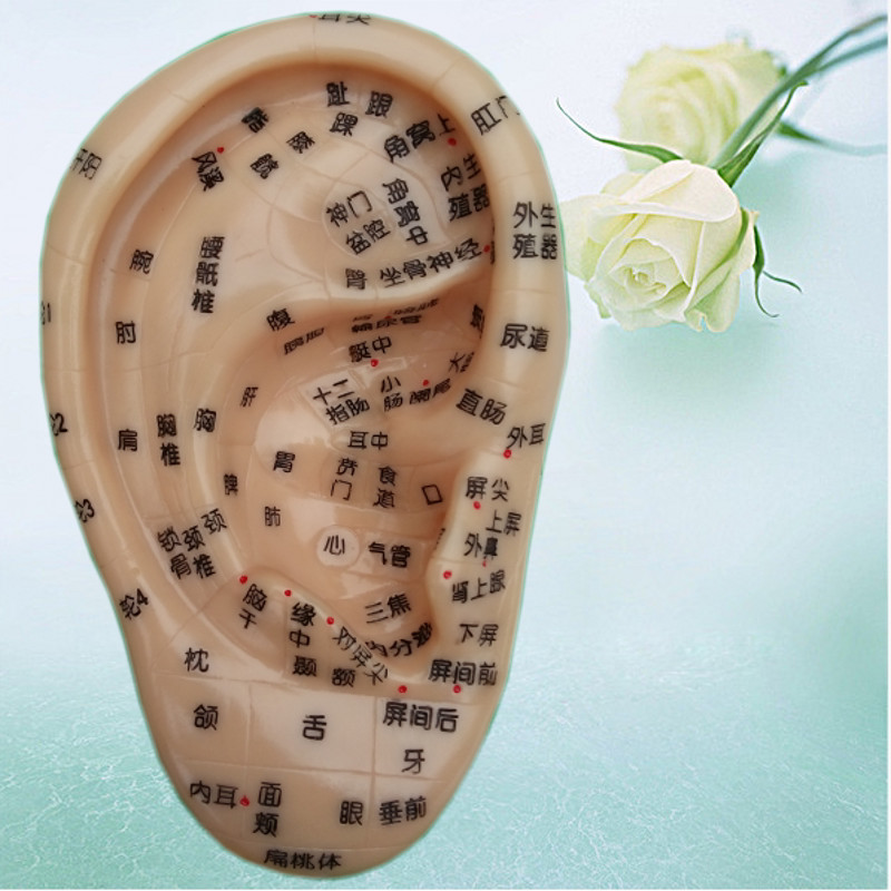 16cm刻字耳穴模型/耳针/耳朵穴位模型/耳按摩反射区特大号/13 17