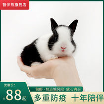 Rabbit live animal Small Hyacinth begonia dwarf rabbit lop-eared rabbit live long mini teacup rabbit cover face cat cat rabbit
