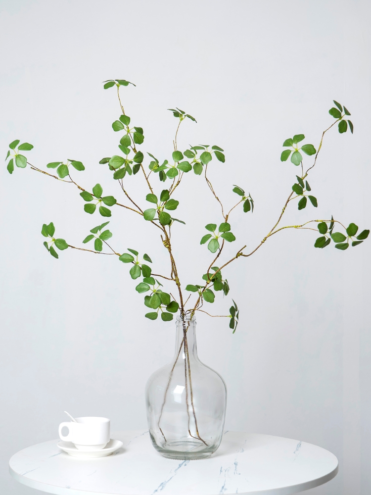 用一束观音莲绿植发展家的禅意背景