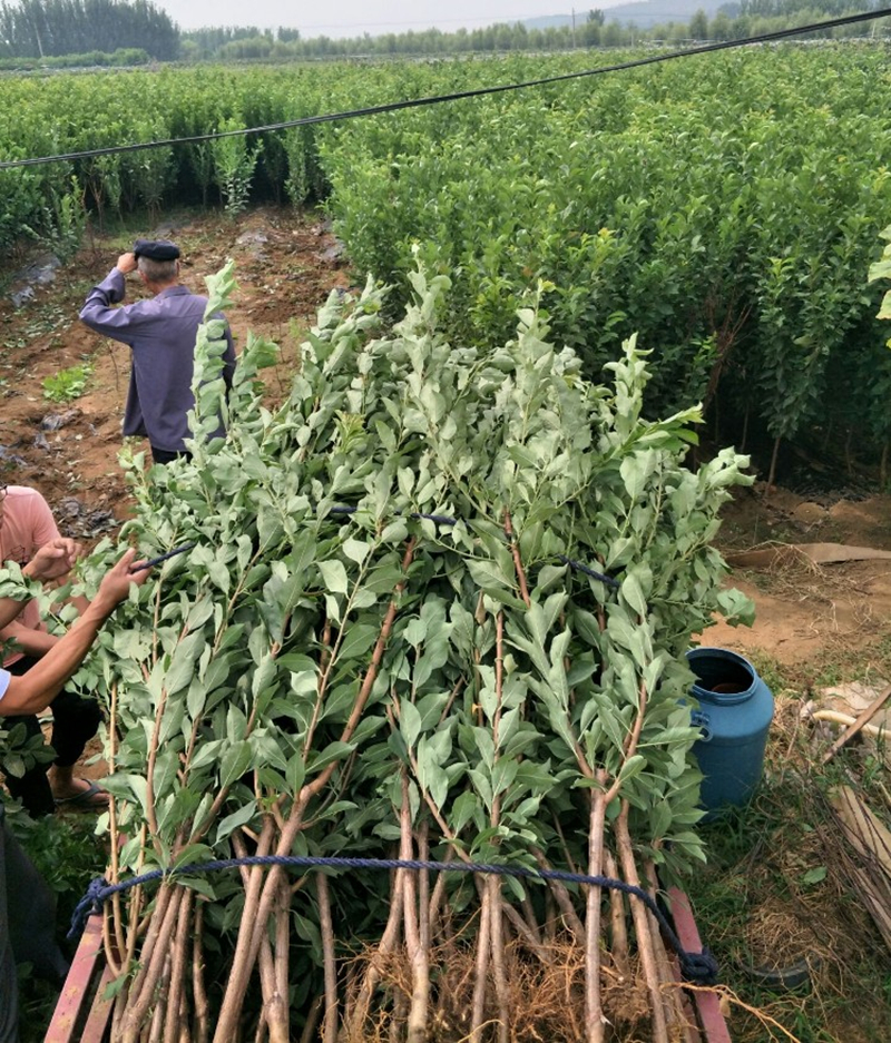 嫁接李子苗新品种果树苗白奶油李子树苗美人醉李子苗盆南北方种植