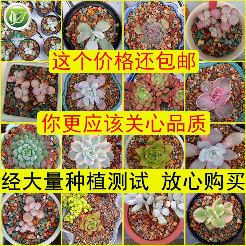 Gold soft medical stone granular soil nutrient soil meaty plant paving stone dedicated much meat with soil clay ceramsite cultivation