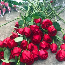 Rose flower saplings bloomed in all seasons Carola Red Rose flower seedlings flower bloom flowers view flower green plant yang