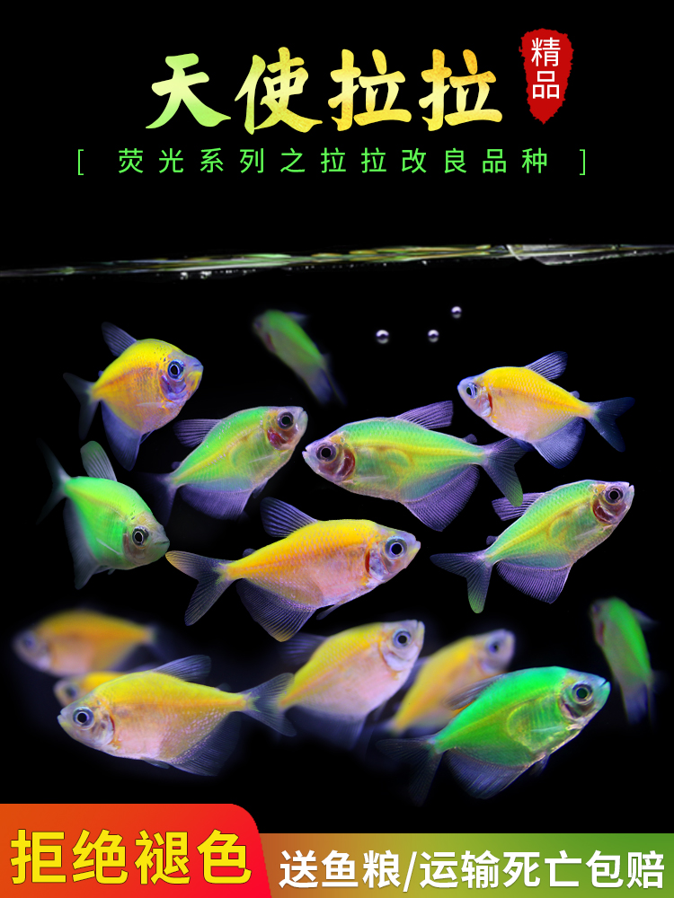 Angelfish Colorful Fish Lemon Green Apple Lemon Green Tiger Lantern Fish Peacock Zebra Small Tropical Ornamental Fish