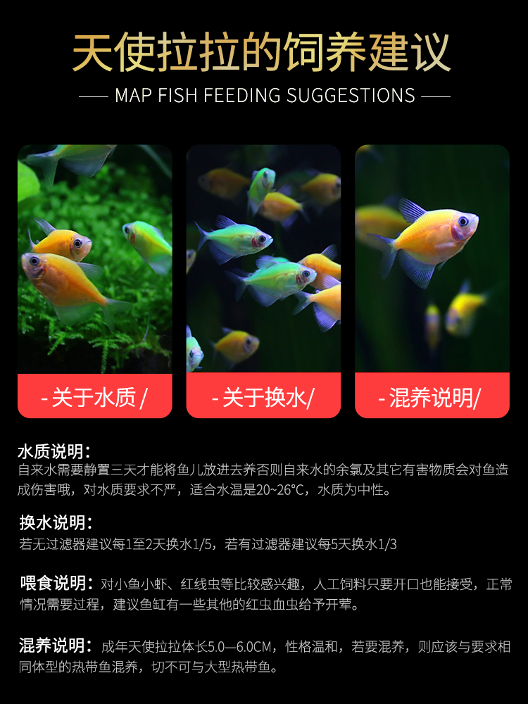 Angelfish Colorful Fish Lemon Green Apple Lemon Green Tiger Lantern Fish Peacock Zebra Small Tropical Ornamental Fish