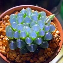 Yunnan high-end rare large white bi-lu meat-multi-meat plant chamber balcony aesthetic anti-radiation pot green plant