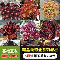 Black Master Meat Plant Super Big Black Copper Kettle Large Black Pile Clearing Large Black Pile Balcony Green Plant Boutique Package