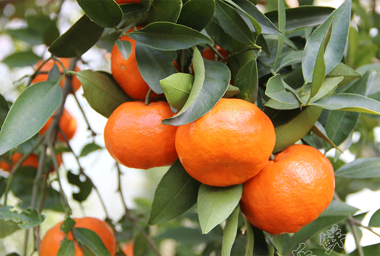 【果乐鲜】万州古红桔 正宗四川红橘大红袍 重庆小柑新鲜水果柑子