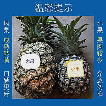 【圣果一家】云南手撕牛奶大凤梨[10元优惠券]-寻折猪