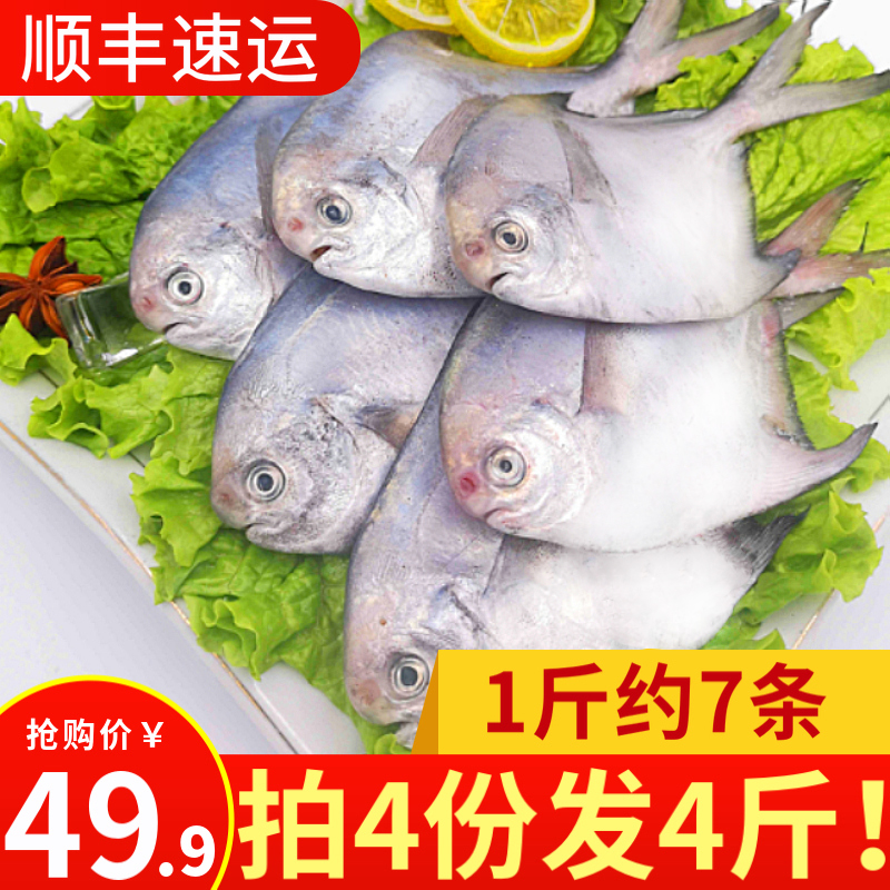 贝益仙 日照新鲜海捕银鲳鱼 4斤