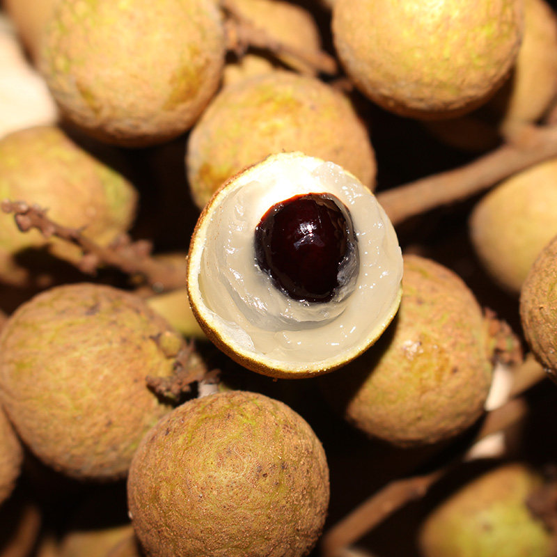 预售顺丰龙眼新鲜水果广东高州储良石硖鲜桂圆当季整箱5斤包邮