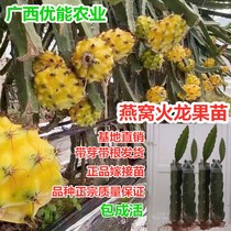 Birds nest fruit seedling with new varieties of yellow skin white flesh fire dragon fruit marry Miao Kirin fruit tree of the year results Yellow Fire Dragon