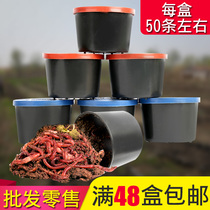 Box Mounted Earthworms Fishing Earthworms Live Bait Large Red Earthworms Live Box Mounted Red Worm Bait Fishing LIVE BAIT BULK