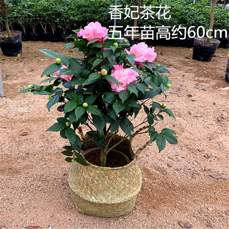 Potted five colours red Dan four seasons tea pot everblooming camellia seedlings gold flowers princess luzhou - flavor