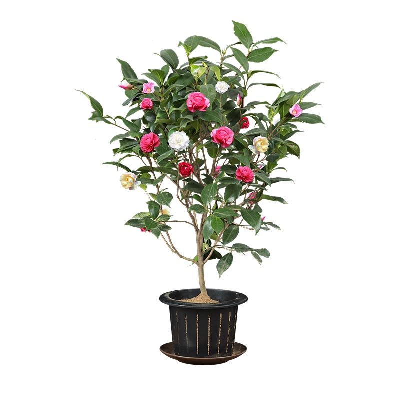 Camellia tree seedlings and potted with bud rare 18 th bachelor of interior hardy good raised four seasons flower Camellia blossom put