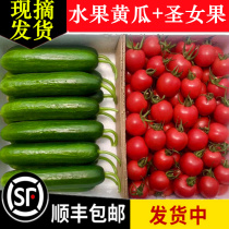 Virgin fruit gherkins 5 kg 3 kg small tomatoes Fresh vegetables Cherry tomatoes Fruit cucumbers Eat persimmons raw