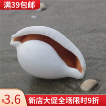 (Screw art)Natural conch shell large white rabbit spiral tub to set up a photographic prop shell