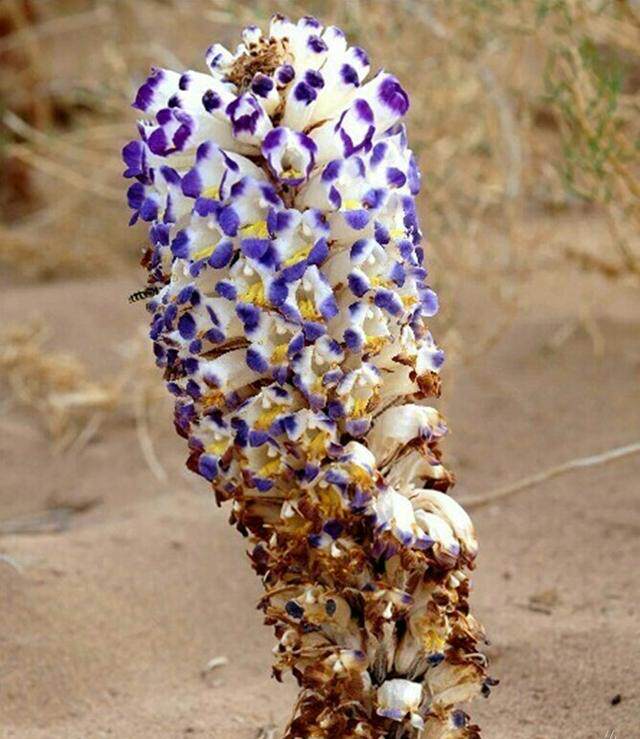 肉苁蓉,别称:大芸,地精等.