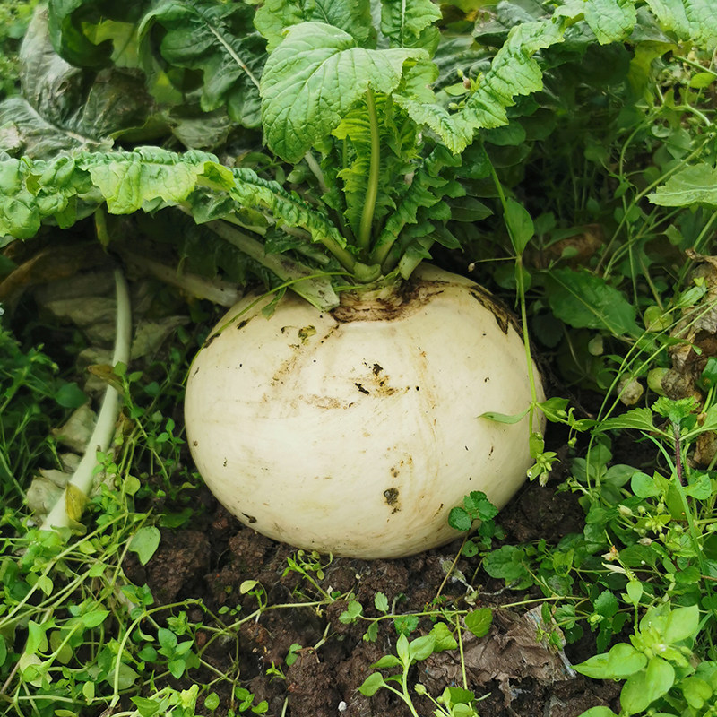 新鲜赶水草兜萝卜现挖带泥5斤05斤嫩甜多汁农家自种蔬菜白萝卜
