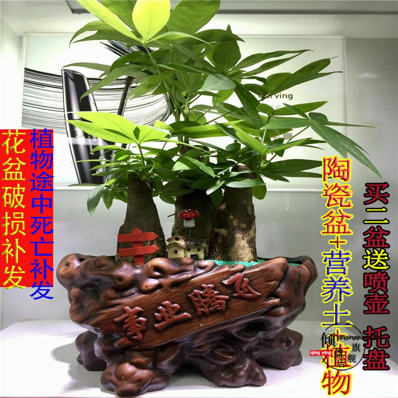 Rich tree potted indoor potted transshipment bamboo green, the plants, plant office podocarpus miniascape ceramic flower pot