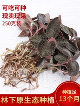 Anoectochilus roxburghii imitation wild environment Anoectochilus fresh under Forest original ecological planting for 13 months Fujian fresh picks