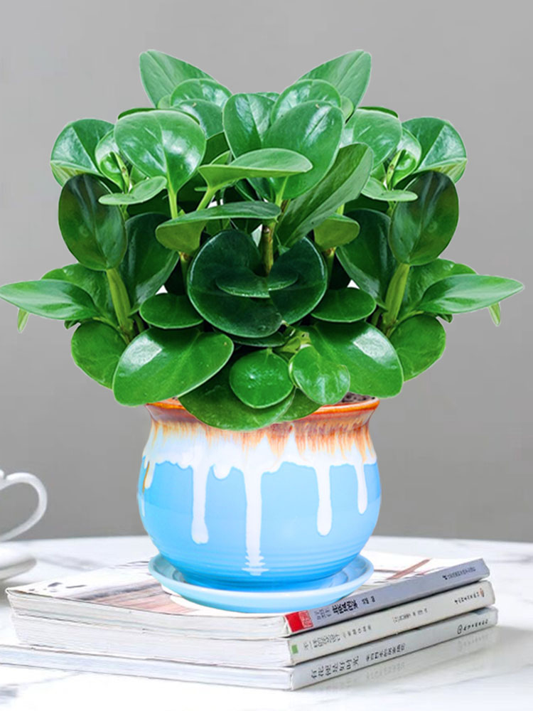 办公桌上的绿意魔法,豆瓣绿多肉来帮忙