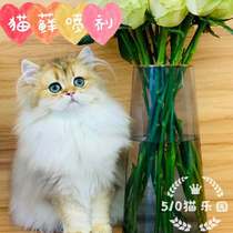 510 Cat Paradise) in the world of Cat house for self-use kitty feline spray spray