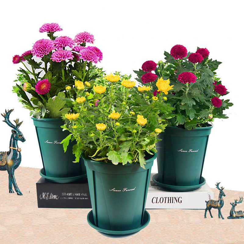 菊花盆栽四季开花带花苞多色可选含盆