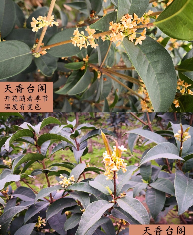地栽桂花大型四季树苗八月浓香原生实生桂花金桂丹高杆卉天香台阁