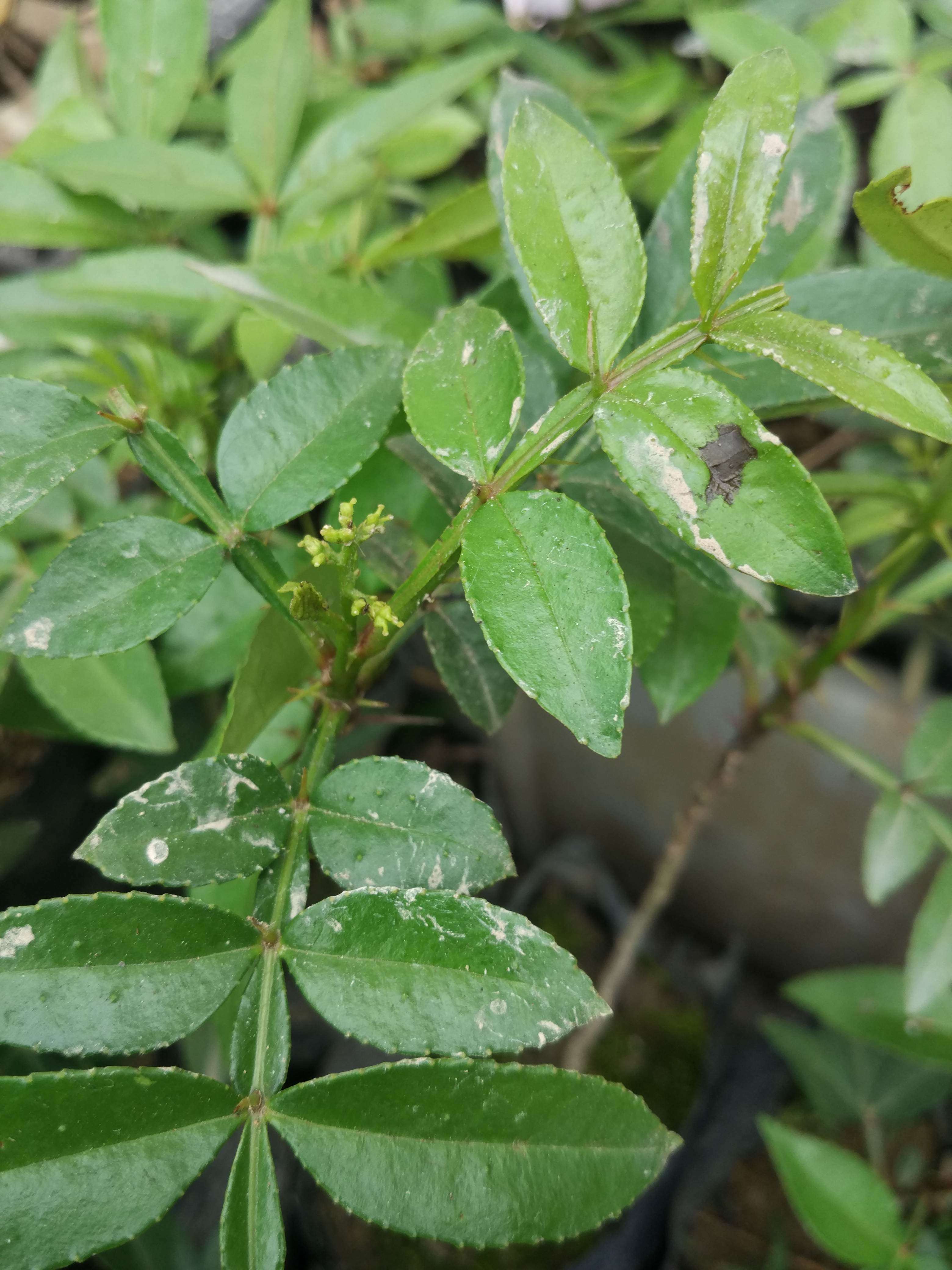 正宗云南永善新品种青花椒树苗九叶青椒量大优惠