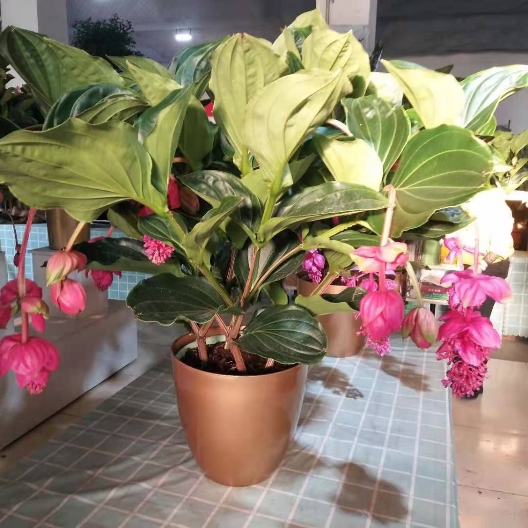 宝莲灯花盆栽宝莲灯花苗盆栽花卉绿植花苗四季阳台外