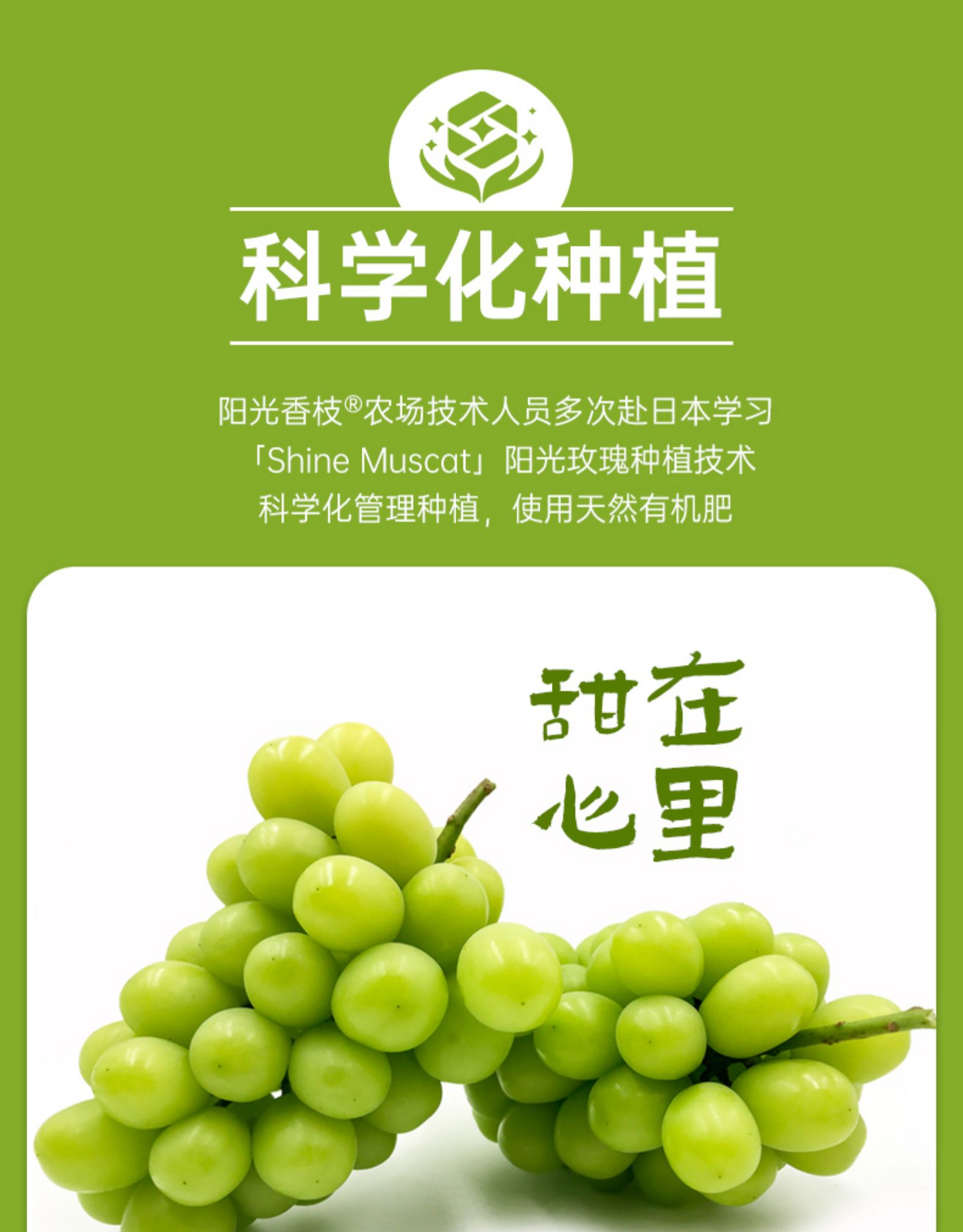 日本品种晴王提阳光香枝阳光玫瑰葡萄青提3斤券后89元包邮