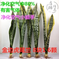 Phnom Penh Tiger Pilan seedling dwarf variety without potted living room white jade indoor office desktop study Four Seasons often green plant